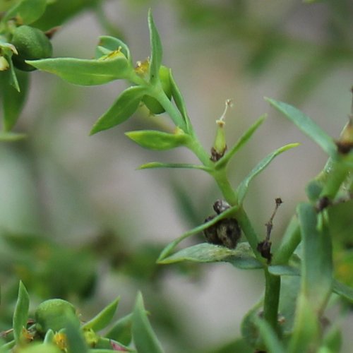 Kleine Wolfsmilch / Euphorbia exigua