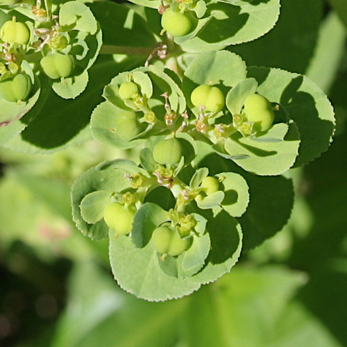 Sonnenwend-Wolfsmilch / Euphorbia helioscopia L.