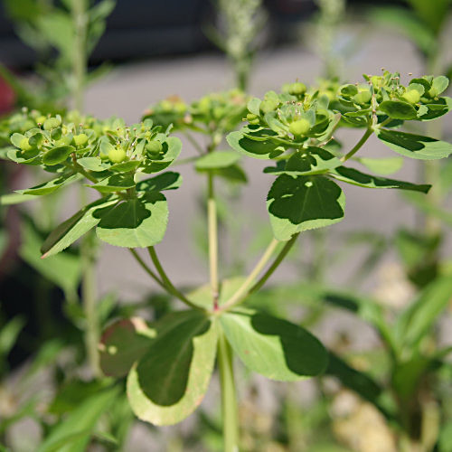 Sonnenwend-Wolfsmilch / Euphorbia helioscopia L.