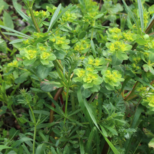 Sonnenwend-Wolfsmilch / Euphorbia helioscopia L.