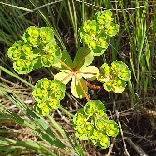 Sonnenwend-Wolfsmilch / Euphorbia helioscopia L.