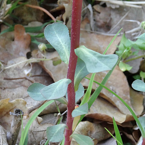 Sonnenwend-Wolfsmilch / Euphorbia helioscopia L.