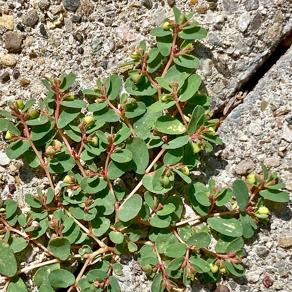 Niederliegende Wolfsmilch / Euphorbia humifusa (Foto: ©Christian Kaderli) Niederliegende Wolfsmilch / Euphorbia humifusa