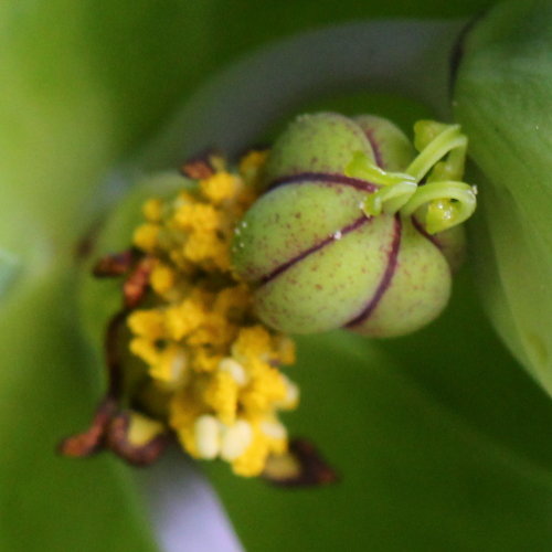 Kreuzblättrige Wolfsmilch / Euphorbia lathyris