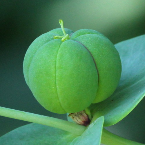 Kreuzblättrige Wolfsmilch / Euphorbia lathyris