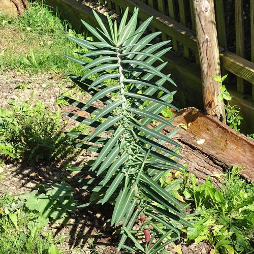 Kreuzblättrige Wolfsmilch / Euphorbia lathyris