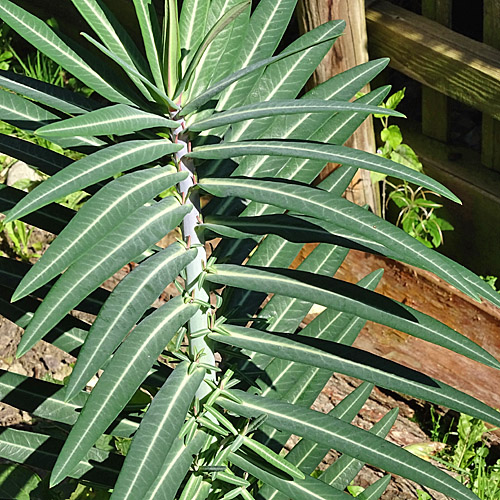 Kreuzblättrige Wolfsmilch / Euphorbia lathyris