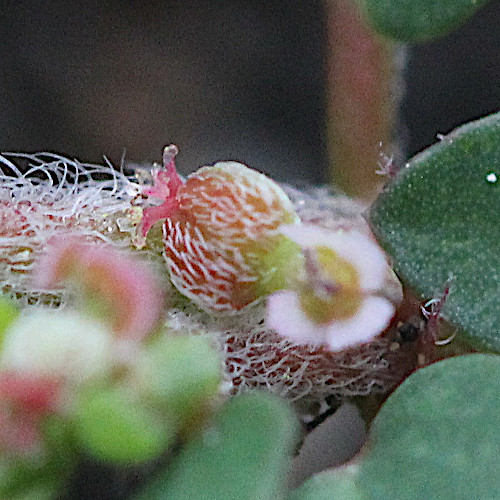 Gefleckte Wolfsmilch / Euphorbia maculata