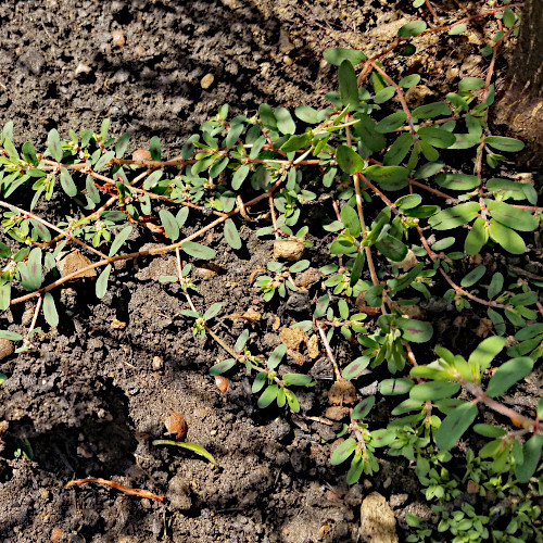 Gefleckte Wolfsmilch / Euphorbia maculata