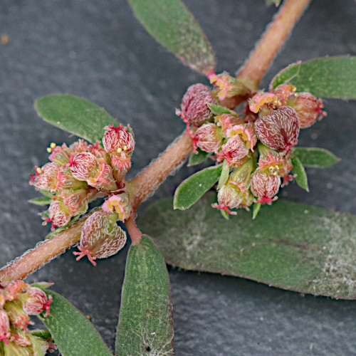 Gefleckte Wolfsmilch / Euphorbia maculata