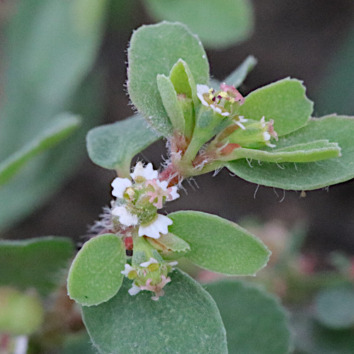 Gefleckte Wolfsmilch / Euphorbia maculata