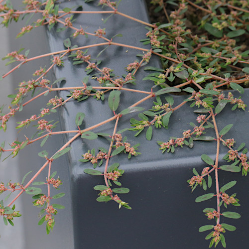 Gefleckte Wolfsmilch / Euphorbia maculata