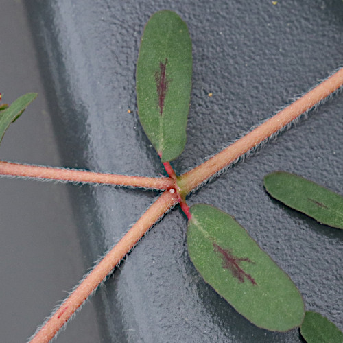 Gefleckte Wolfsmilch / Euphorbia maculata