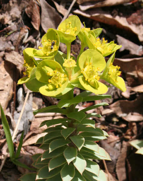 Walzen-Wolfsmilch / Euphorbia myrsinites