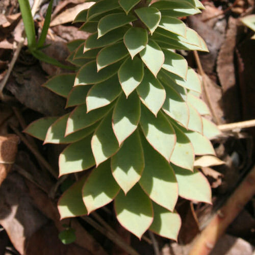 Walzen-Wolfsmilch / Euphorbia myrsinites
