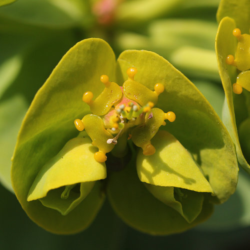 Walzen-Wolfsmilch / Euphorbia myrsinites