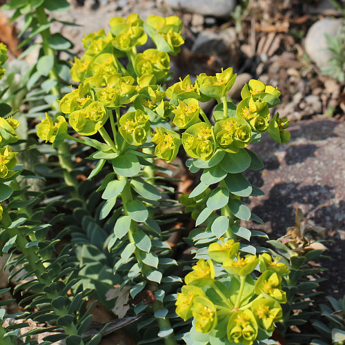 Euphorbia myrsinites Walzen Wolfsmilch