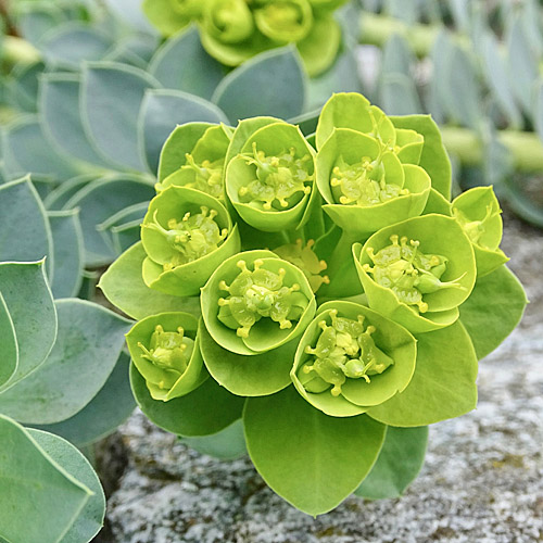 Walzen-Wolfsmilch / Euphorbia myrsinites