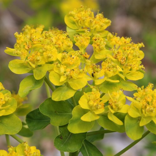 Sumpf-Wolfsmilch / Euphorbia palustris