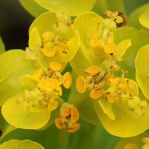 Sumpf-Wolfsmilch / Euphorbia palustris