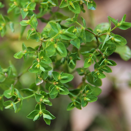 Garten-Wolfsmilch / Euphorbia peplus