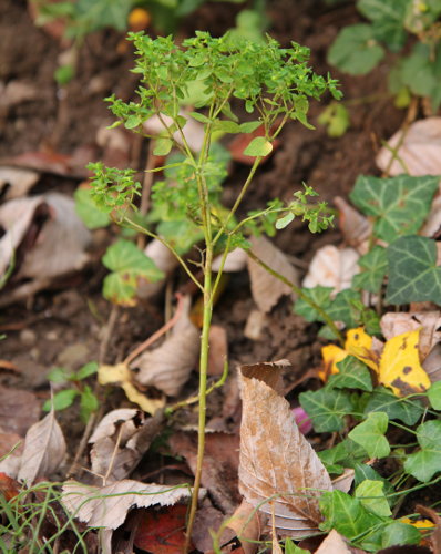 Garten-Wolfsmilch / Euphorbia peplus