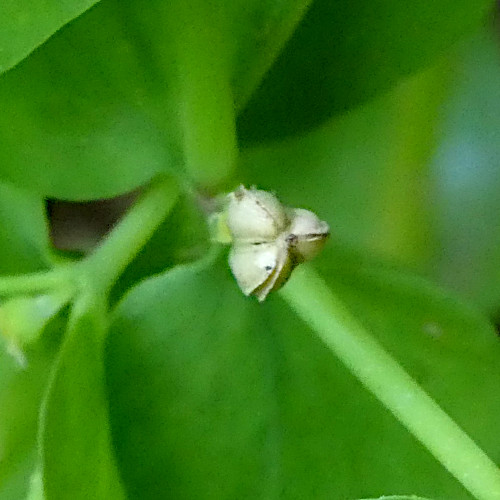 Garten-Wolfsmilch / Euphorbia peplus