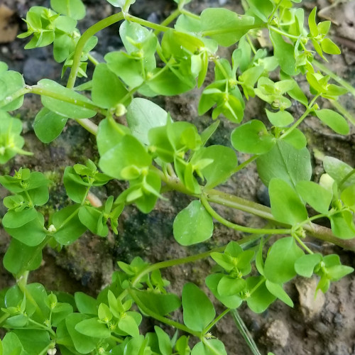 Garten-Wolfsmilch / Euphorbia peplus