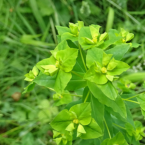 Breitblättrige Wolfsmilch / Euphorbia platyphyllos