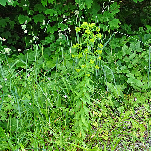 Breitblättrige Wolfsmilch / Euphorbia platyphyllos