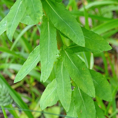 Breitblättrige Wolfsmilch / Euphorbia platyphyllos