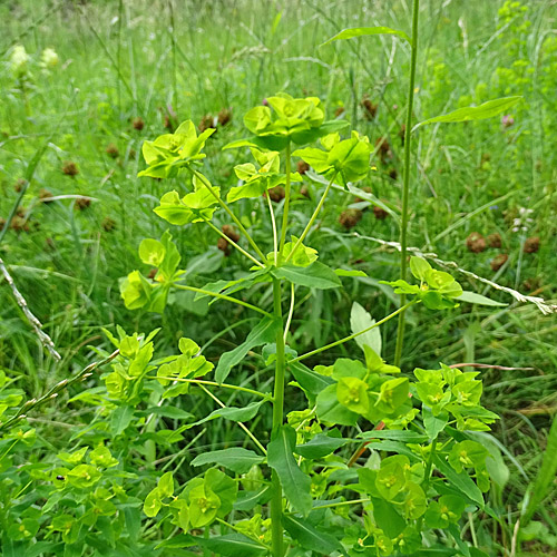 Breitblättrige Wolfsmilch / Euphorbia platyphyllos