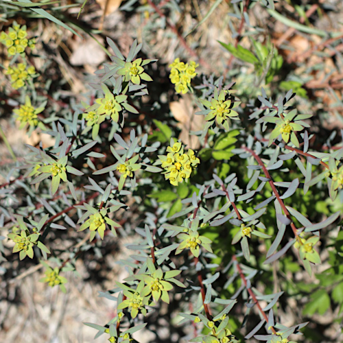 Steppen-Wolfsmilch / Euphorbia seguieriana