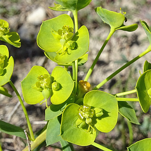 Steppen-Wolfsmilch / Euphorbia seguieriana