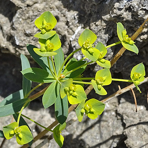 Steppen-Wolfsmilch / Euphorbia seguieriana