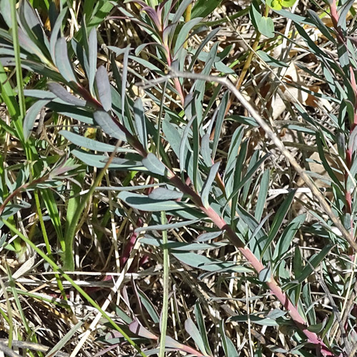 Steppen-Wolfsmilch / Euphorbia seguieriana