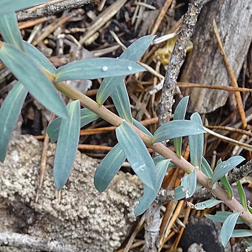 Steppen-Wolfsmilch / Euphorbia seguieriana