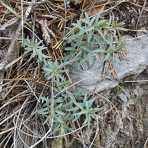 Steppen-Wolfsmilch / Euphorbia seguieriana