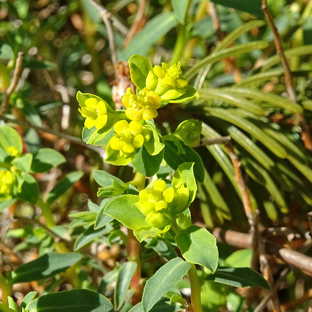 Dornige Wolfsmilch / Euphorbia spinosa