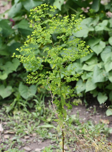 Steife Wolfsmilch / Euphorbia stricta