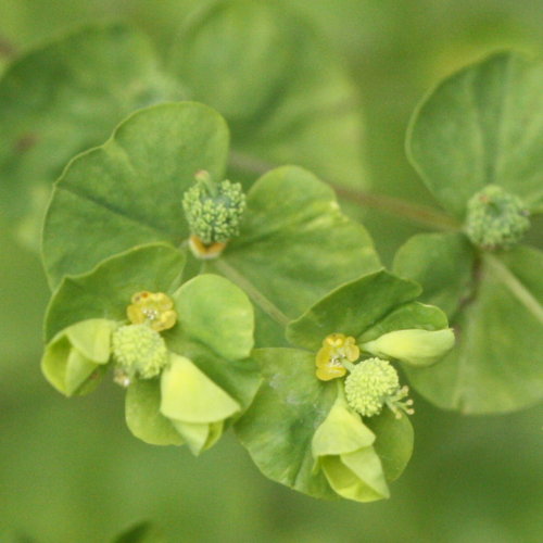 Steife Wolfsmilch / Euphorbia stricta