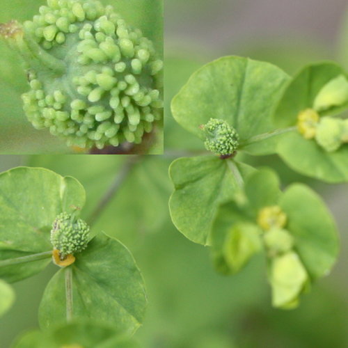 Steife Wolfsmilch / Euphorbia stricta