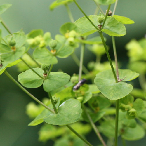 Steife Wolfsmilch / Euphorbia stricta