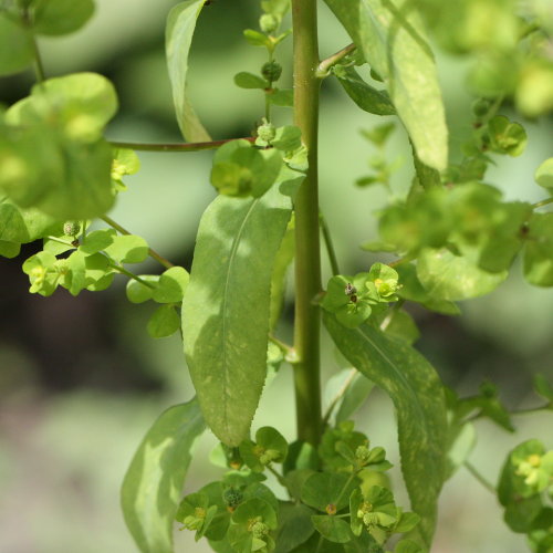 Steife Wolfsmilch / Euphorbia stricta