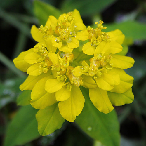 Warzige Wolfsmilch / Euphorbia verrucosa