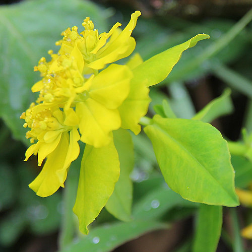 Warzige Wolfsmilch / Euphorbia verrucosa