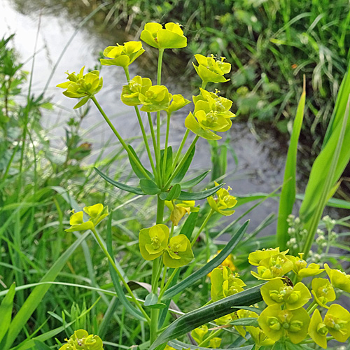 Rutenförmige Wolfsmilch / Euphorbia virgata