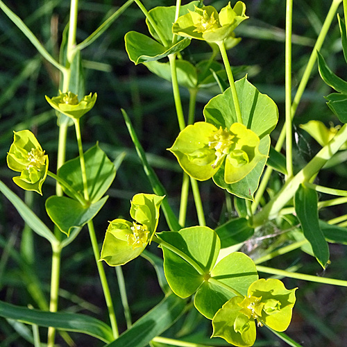 Rutenförmige Wolfsmilch / Euphorbia virgata