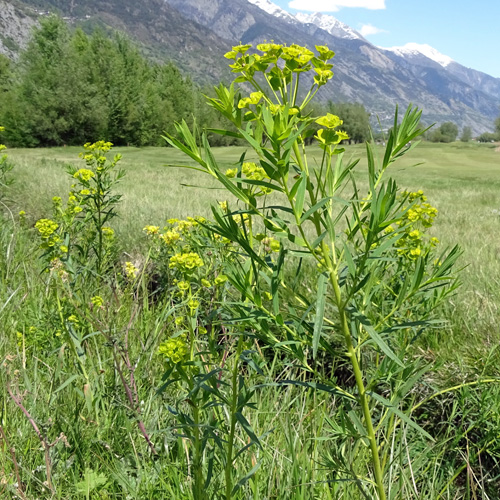 Rutenförmige Wolfsmilch / Euphorbia virgata