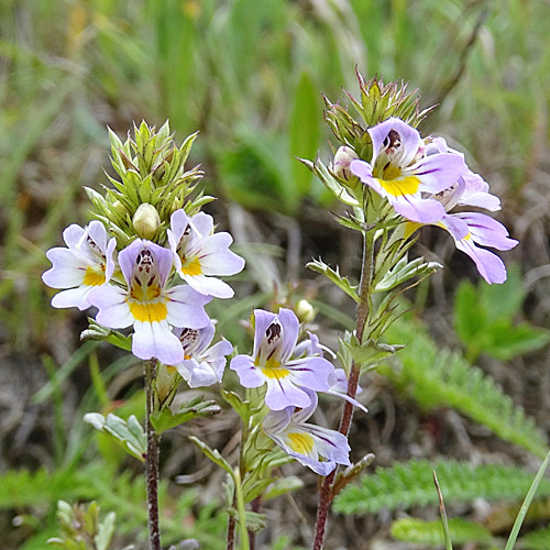 Alpen-Augentrost / Euphrasia alpina